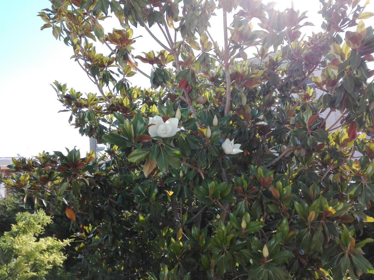 Bed and Breakfast La magnolia Specchiolla Esterno foto